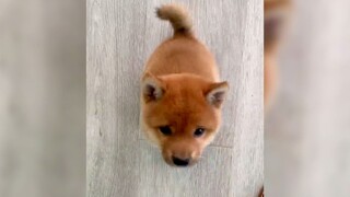 very cute shiba inu baby