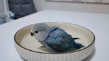 Animal | Cute Peony Parrot Taking Bath In A Plate