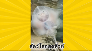 สัตว์เลี้ยงเพื่อนขนปุย: สัตว์โลกสุดคิ้วท์