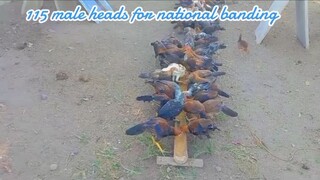 wpc national banded