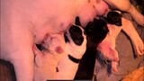 Bull and 4 cute puppies - Chó Bull và 4 cún con dễ thương