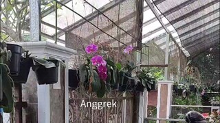 Pembibitan Anggrek Singosari Malang Indonesia