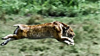 SMILODON - Sabre Toothed Beast [HD]