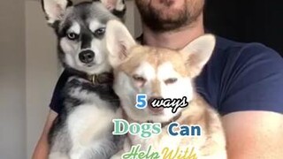 In what ways do dogs improve your life? LearnOnTikTok dogs anxiety foryou