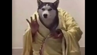 Anjing bodoh… Terlalu cocok dengan pemiliknya!