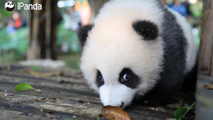 [Animals]When a baby panda doesn't want to move...
