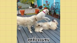 เพื่อนตัวน้อยแสนซน : สุดดื้อจอมซน