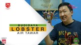 Ruang Budidaya Hewan - LOBSTER AIR TAWAR (tips breed dan pembesaran)