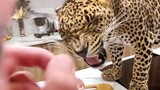 [Animals]How To Teach A Leopard Not To Protect Its Food?