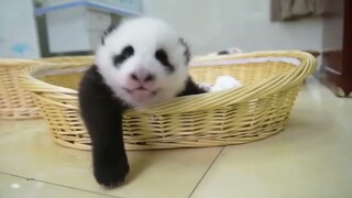 Panda Vibes