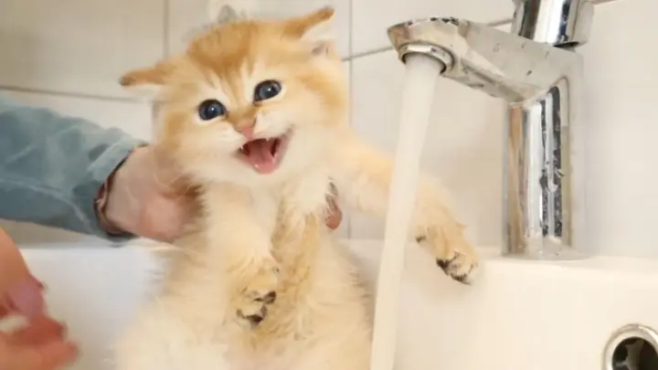 [Animals]The first time I gave a kitten a bath, it didn't dare to move