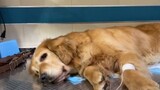 The story of this golden retriever is too twists and turns for me to tell.