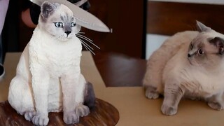 สุนัขตลก 🐶 แมว 🐱 และสัตว์อื่นๆ 2022