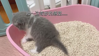 小猫第一次上厕所似乎有些迷茫，半天找不到感觉.....