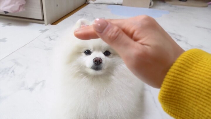 When You Pretend to Pet the Dog… The Reaction Is So Cute!