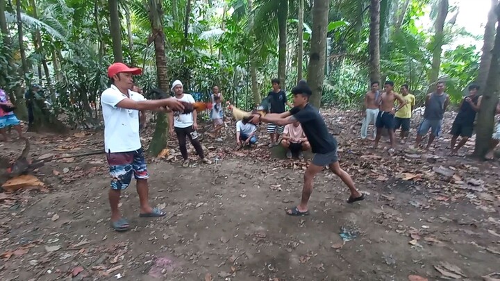 Stag kontra cock pero malaki satin💪 pero patay din pagkatapos (W)