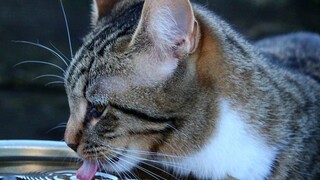 Will changing the water bowl to black make cats fall in love with drinking water?