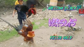 MELSIM BLACK STAG VS KELSO GOLD STAG      SPAR!!