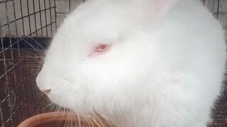 peter rabbit