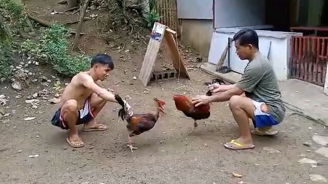 🐓🐓