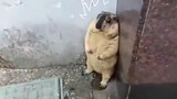A timid marmot