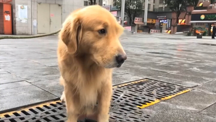 Binatang|Membangunkan Anjing yang Tidur