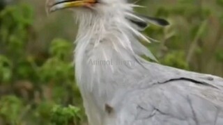 Secretary bird atau burung sekretaris - Ratu dari Afrika