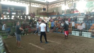 fastest kill, w/ 3wins,  Camalig Sport Arena, WWL Silat pachampion