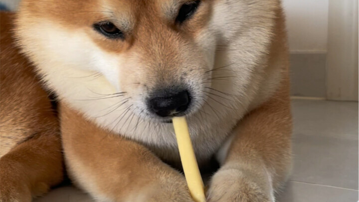 The cheese sticks that dogs love to eat make me greedy.