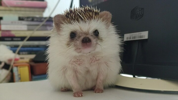 Animal|Naughty Little Hedgehog