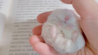 Reading a book while playing with pet mice at the same time