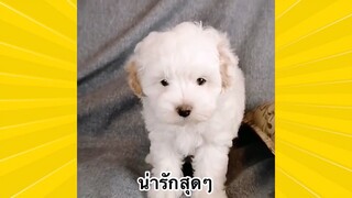 สัตว์เลี้ยงพื่อนขนปุย : น่ารักสุดๆ