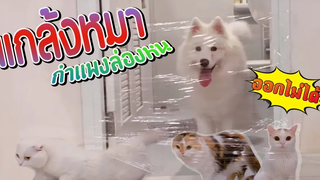 กำแพงล่องหน!! แกล้งน้องแมวน้องหมา itim’s pets องอาจและเหมียวทั้ง 4