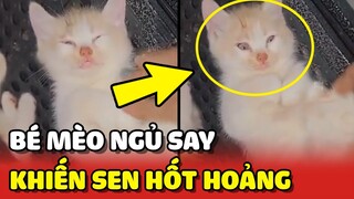 Bé Mèo NGỦ SAY như chết khiến cô chủ HỐT HOẢNG 😂 | Yêu Lu