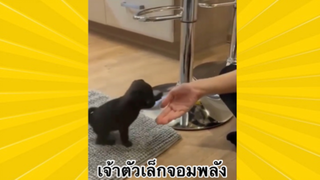 สัตว์เลี้ยงเพื่อนขนปุย : เจ้าตัวเล็กจอมพลัง