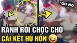 Những sự cố hài hước với mấy con 'CỜ HÓ' khiến khổ chủ phải 'KHÓC THÉT'