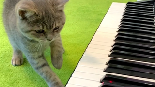 Kitten Street เล่นเปียโนด้วยเลเซอร์พอยเตอร์