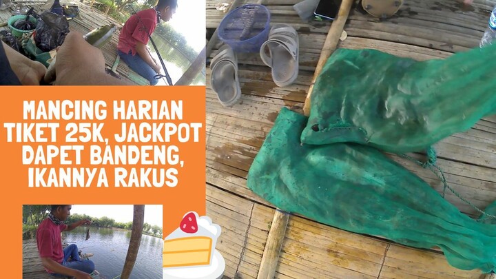 MANCING HARIAN TAMBAK TIKET 25K IKANNYA MENGGILA