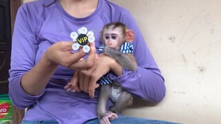Mom amuse and play with Mino monkey