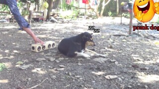 เอาลำโพงไปแกล้งหมากำลังนอน!!Speaker Prank dog