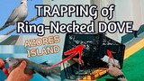 TRAPPING of Ring necked Dove at sea | NAKAHULI KAMI NG BATO BATO | COLLARED DOVE