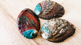 Polish An Abalone Shell | DIY Process | Handcraft