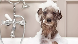 วีดีโอ สุนัขตลกที่ไม่ต้องการอาบน้ำ 🔴 วิดีโอ สุนัขที่ไม่ต้องการที่จะอาบน้ำ