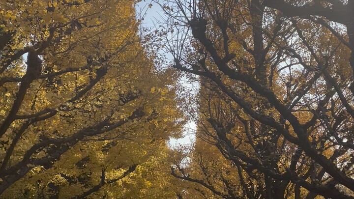 Autumn in Tokyo (Meiji Jingu)