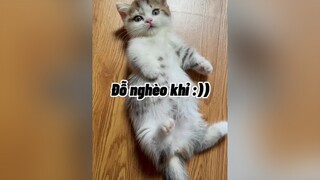 Bao nhiêu mèo cho đủ hả bác ???