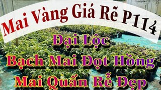 🔴Hết Hàng🔴 MAI VÀNG GIÁ RẺ P114 | Mai Đại Lộc Ghép Già | Bạch Mai Đọt Hồng | Mai Quấn Rễ