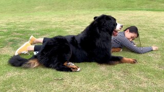 [Animals]Autumn outing with a Bernese Mountain Dog|<Lost Stars>