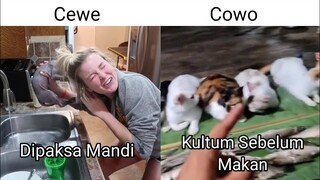 Cewe VS Cowo ketika Pelihara Kucing