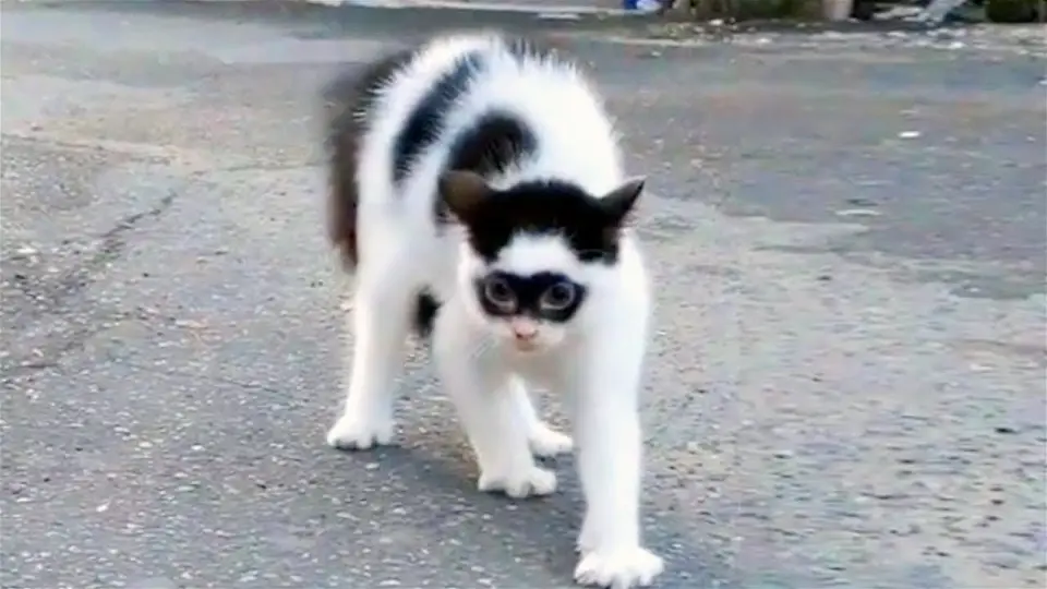 Funny Animal Videos 2022 😂 - Funniest Cats And Dogs Video 😺😍 - Bilibili Funny Animal Videos 2022 😂 - Funniest Cats And Dogs Video 😺😍 - Bilibili