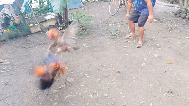 manuk na puro pilay magaling pa din💪